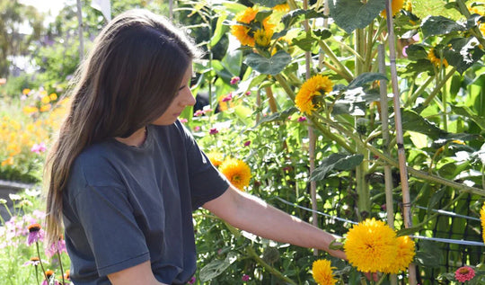 Flowers in the Garden