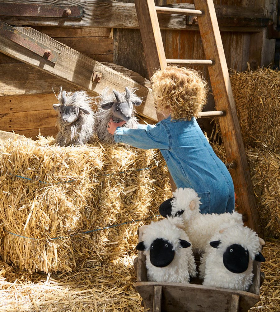 Aiden the Angora Goat