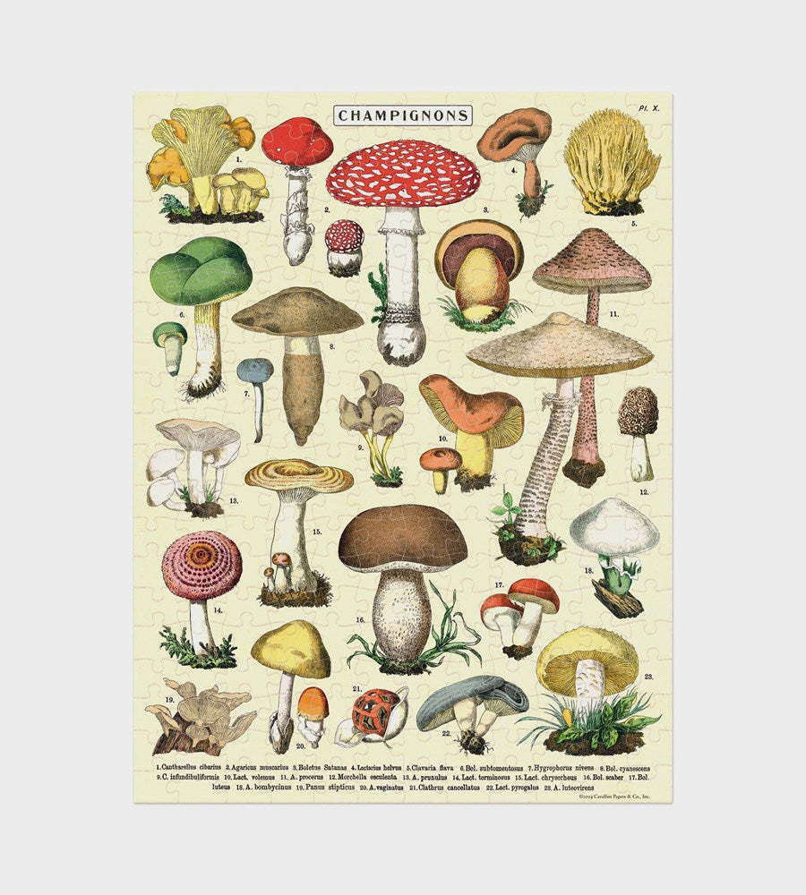 Illustration of various mushrooms on a beige background