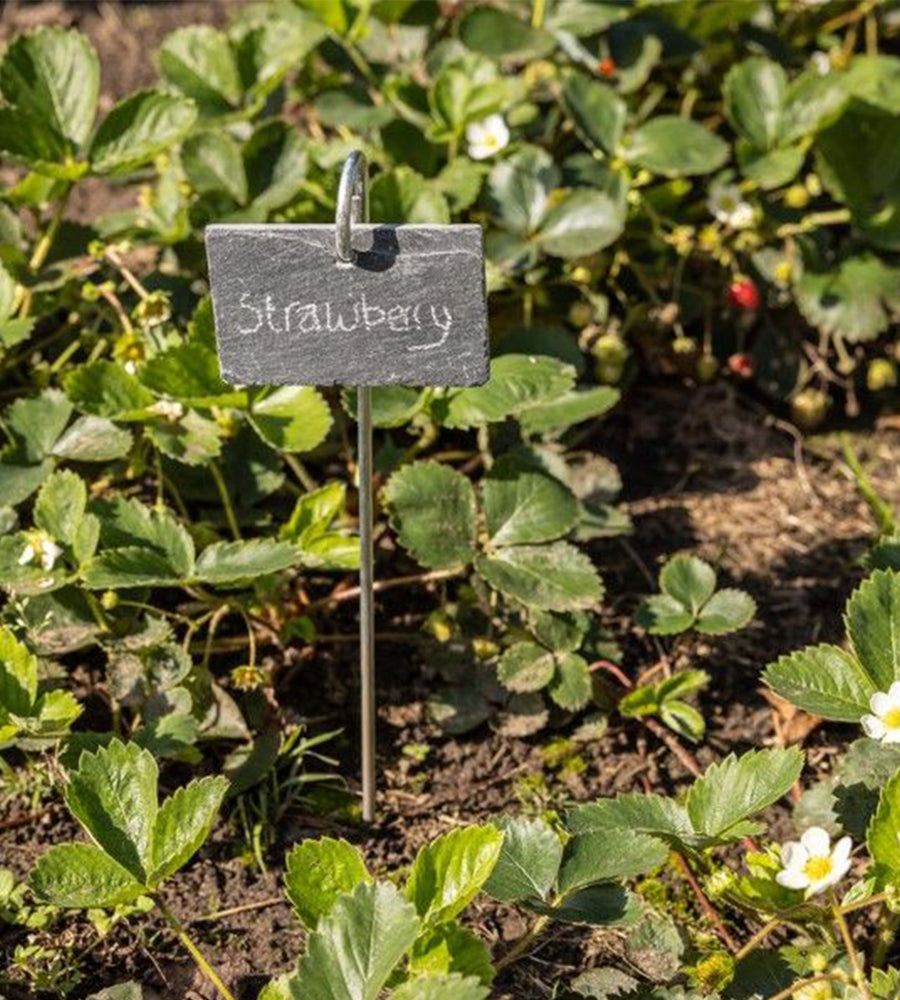 Planter Stick with Slate Label
