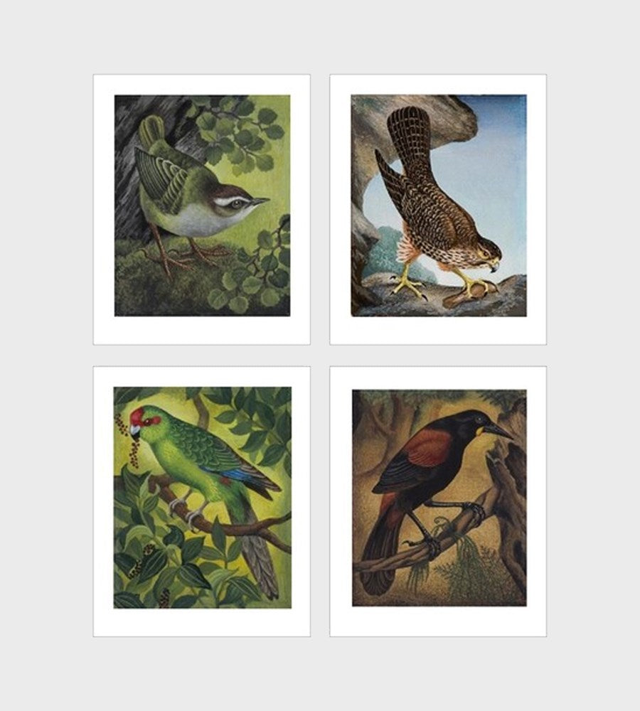 Rare and Endangered Birds of Aotearoa I 30 Pull Out Posters I Eileen Mayos