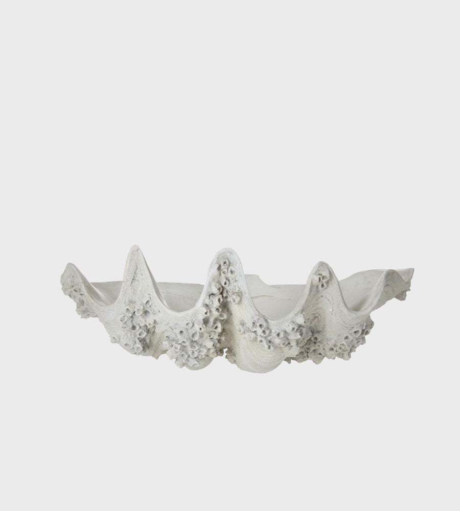 Decorative white shell on a light gray background