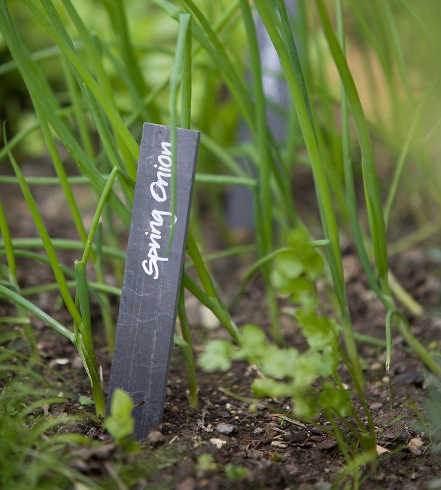 Spring onion plants with a label in a garden setting