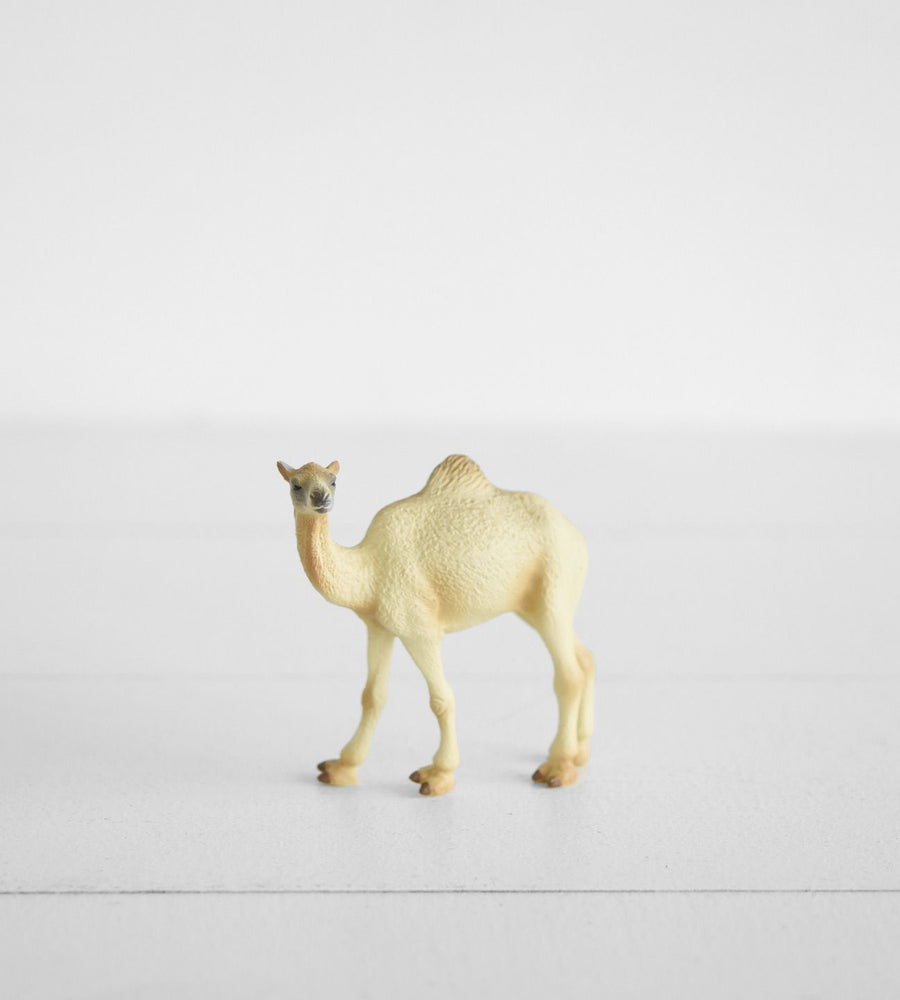 Little Animal | Camel